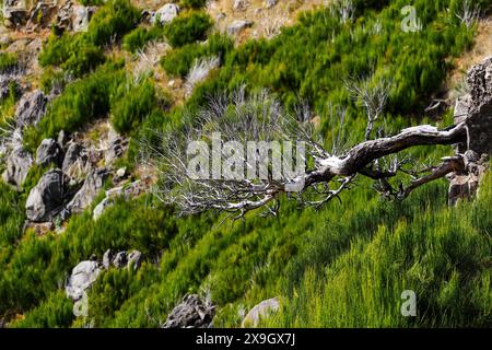 Dead urze („Erica“) Baum an den trockenen Hängen des Pico Ruivo, dem höchsten Gipfel der Insel Madeira, Portugal - Heidepflanze, die auf Madeira endemisch ist Stockfoto