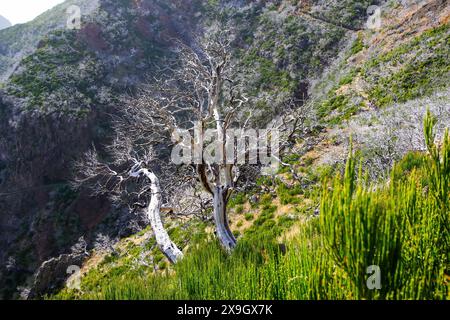 Dead urze („Erica“) Baum an den trockenen Hängen des Pico Ruivo, dem höchsten Gipfel der Insel Madeira, Portugal - Heidepflanze, die auf Madeira endemisch ist Stockfoto