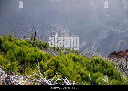 Dead urze („Erica“) Baum an den trockenen Hängen des Pico Ruivo, dem höchsten Gipfel der Insel Madeira, Portugal - Heidepflanze, die auf Madeira endemisch ist Stockfoto