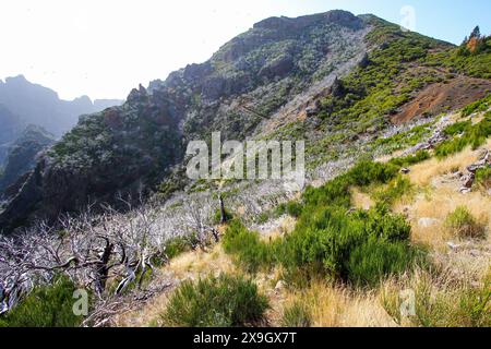 Dead urze („Erica“) Baum an den trockenen Hängen des Pico Ruivo, dem höchsten Gipfel der Insel Madeira, Portugal - Heidepflanze, die auf Madeira endemisch ist Stockfoto