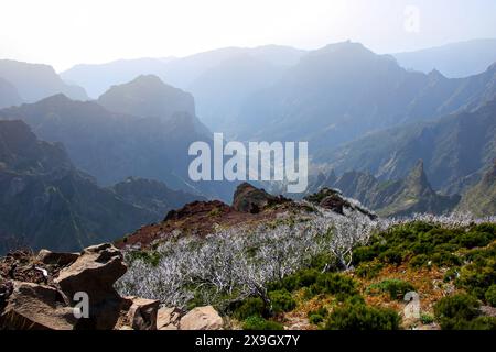 Dead urze („Erica“) Baum an den trockenen Hängen des Pico Ruivo, dem höchsten Gipfel der Insel Madeira, Portugal - Heidepflanze, die auf Madeira endemisch ist Stockfoto