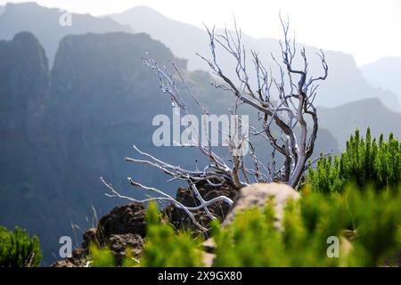 Dead urze („Erica“) Baum an den trockenen Hängen des Pico Ruivo, dem höchsten Gipfel der Insel Madeira, Portugal - Heidepflanze, die auf Madeira endemisch ist Stockfoto