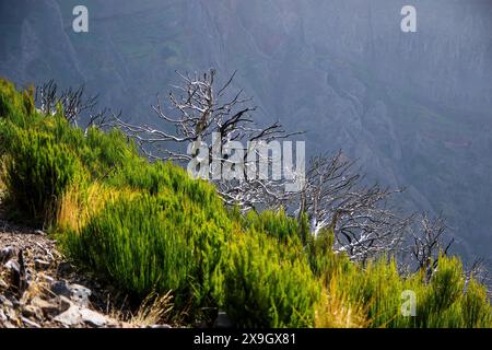 Dead urze („Erica“) Baum an den trockenen Hängen des Pico Ruivo, dem höchsten Gipfel der Insel Madeira, Portugal - Heidepflanze, die auf Madeira endemisch ist Stockfoto