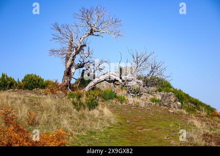 Dead urze („Erica“) Baum an den trockenen Hängen des Pico Ruivo, dem höchsten Gipfel der Insel Madeira, Portugal - Heidepflanze, die auf Madeira endemisch ist Stockfoto