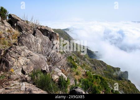 Blick über die Wolken vom Pico Ruivo, dem höchsten Berggipfel auf Madeira, Portugal - Heide an trockenen Hängen im Atlantik Stockfoto