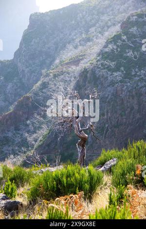 Dead urze („Erica“) Baum an den trockenen Hängen des Pico Ruivo, dem höchsten Gipfel der Insel Madeira, Portugal - Heidepflanze, die auf Madeira endemisch ist Stockfoto