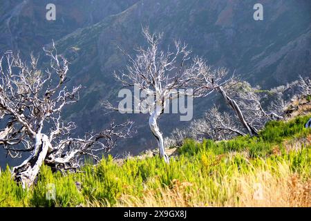 Dead urze („Erica“) Baum an den trockenen Hängen des Pico Ruivo, dem höchsten Gipfel der Insel Madeira, Portugal - Heidepflanze, die auf Madeira endemisch ist Stockfoto