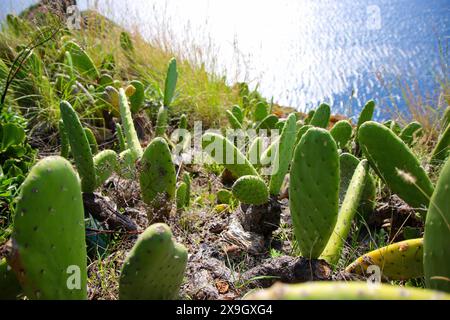 Nopal-Kakteen wachsen an den Hängen der Insel Madeira (Portugal) oberhalb des Atlantiks in Canicoo bei Funchal Stockfoto