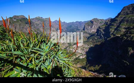 Blumen der Aloe Arborescens oberhalb des Dorfes Curral das Freiras am Aussichtspunkt Eira do Serrado in den Bergen der Stockfoto