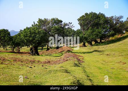 Lorbeerbäume (Ocotea Foetens) alias Stinkwood, im subtropischen Fanal-Wald auf einem Hochplateau der Insel Madeira, Portugal - diese Art ist endemisch t Stockfoto