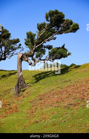 Lorbeerbäume (Ocotea Foetens) alias Stinkwood, im subtropischen Fanal-Wald auf einem Hochplateau der Insel Madeira, Portugal - diese Art ist endemisch t Stockfoto