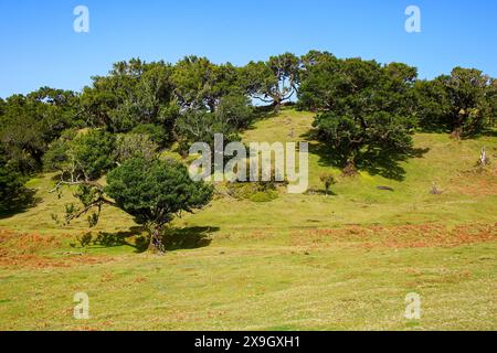 Lorbeerbäume (Ocotea Foetens) alias Stinkwood, im subtropischen Fanal-Wald auf einem Hochplateau der Insel Madeira, Portugal - diese Art ist endemisch t Stockfoto