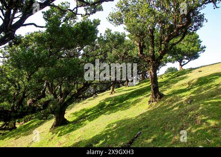 Lorbeerbäume (Ocotea Foetens) alias Stinkwood, im subtropischen Fanal-Wald auf einem Hochplateau der Insel Madeira, Portugal - diese Art ist endemisch t Stockfoto