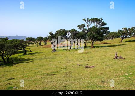 Lorbeerbäume (Ocotea Foetens) alias Stinkwood, im subtropischen Fanal-Wald auf einem Hochplateau der Insel Madeira, Portugal - diese Art ist endemisch t Stockfoto