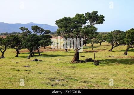 Lorbeerbäume (Ocotea Foetens) alias Stinkwood, im subtropischen Fanal-Wald auf einem Hochplateau der Insel Madeira, Portugal - diese Art ist endemisch t Stockfoto