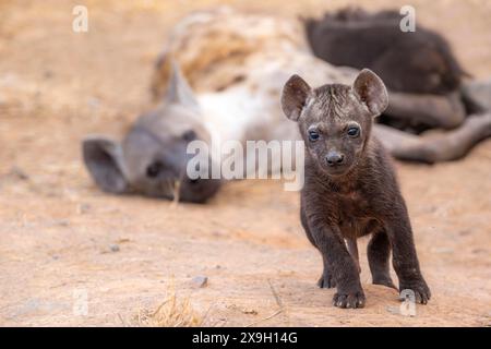 Gefleckte Hyänen (Crocuta crocuta), erwachsene weibliche und männliche Jungen, liegen und säugen ihre Jungen, Kruger-Nationalpark, Südafrika Stockfoto