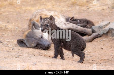 Gefleckte Hyänen (Crocuta crocuta), erwachsene weibliche und männliche Jungen, liegen und säugen ihre Jungen, Kruger-Nationalpark, Südafrika Stockfoto