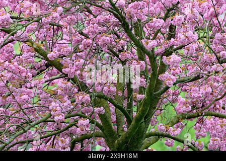 Japanische Blütenkirsche (Prunus serrulata Kanzan) in Blüte, Nordrhein-Westfalen, Deutschland Stockfoto