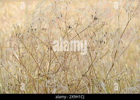 Umbellifer (Apiaceae) mit Fruchtstämmen und Echthaar (Poaceae), Nordrhein-Westfalen, Deutschland Stockfoto