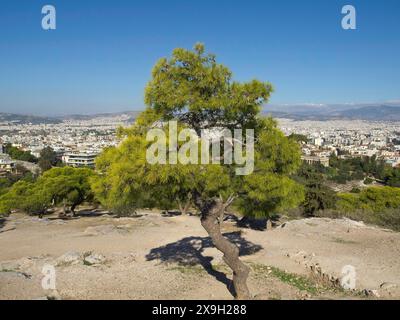 Einzelner Baum auf einem Hügel mit Blick auf die Stadt, antike Gebäude mit Säulen und Bäumen auf der Akropolis in Athen vor blauem Himmel, athen, griechenland Stockfoto