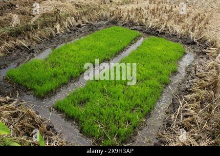 Reisschulen auf ehemaligen Ernteflächen, die wieder angepflanzt werden sollen. Stockfoto