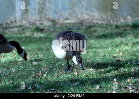 Gänsenenten auf dem Rasen Stockfoto