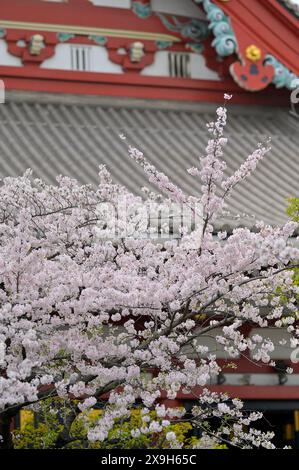 Das malerische Viertel des Sensoji-Tempels in Asakusa während der Kirschblüten-Saison, Tokyo JP Stockfoto