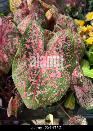 Caladium ist eine Gattung blühender Pflanzen aus der Familie Araceae. Sie sind oft unter dem gemeinsamen Namen Elefantenohr, Herz Jesu und Engelsflügel bekannt. Es gibt über 1000 benannte Sorten von Caladium bicolor aus der ursprünglichen südamerikanischen Pflanze. Stockfoto