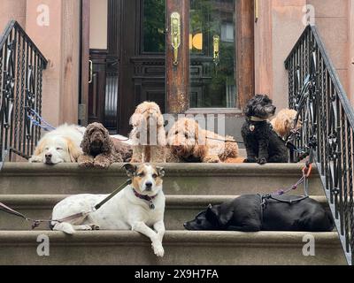 Hunde warten geduldig auf den Stufen eines Sandsteins, damit ihr Hundeführer ein anderes Mitglied der Wandergruppe im Park Slope-Viertel von Brooklyn abholt. Stockfoto