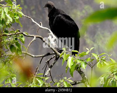 Schwarzer Geier auf einem Zweig in der Nähe des Iguazu-Nationalparks. Stockfoto