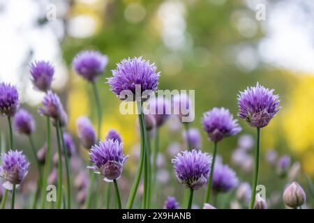 Defokussierte Makro-abstrakte Ansicht von blühenden lila Schnittlauchblüten in einem Garten mit Bokah-Hintergrund Stockfoto