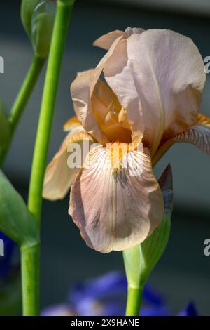 Makroaufnahme einer einzelnen blühenden pastellrosa bärtigen Irisblume (Iris germanica) bei verblühtem Sonnenlicht Stockfoto