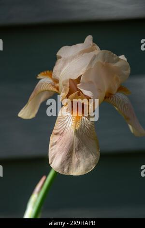 Makroaufnahme einer einzelnen blühenden pastellrosa bärtigen Irisblume (Iris germanica) bei verblühtem Sonnenlicht Stockfoto