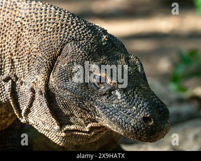 Komodo-Drache, Varanus komodoensis, die größte Echse des Planeten auf der Insel Komodo, Indonesien Stockfoto