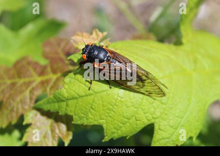 17-jährige Zikada auf einem grünen Blatt in strahlender Sonne im Camp Ground Road Woods in des Plaines, Illinoi Stockfoto