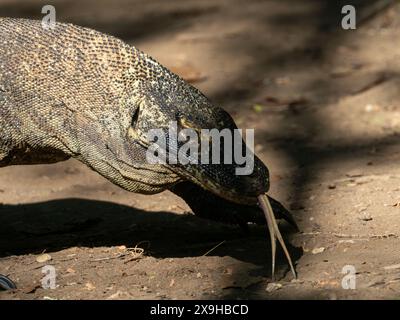 Komodo-Drache, Varanus komodoensis, die größte Echse des Planeten auf der Insel Komodo, Indonesien Stockfoto