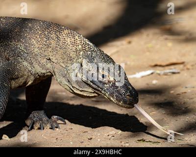 Komodo-Drache, Varanus komodoensis, die größte Echse des Planeten auf der Insel Komodo, Indonesien Stockfoto