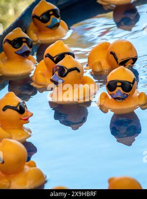 Gummienten mit Sonnenbrille schweben in einem Kinderbecken an einem Karneval. Wählen Sie die richtige Ente und gewinnen Sie einen Preis! Stockfoto