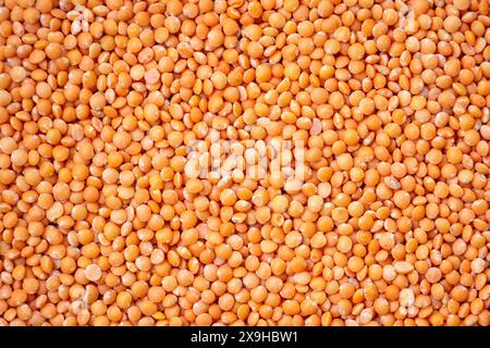 Rote Linsen oder Masoor dal Hintergrund. Sein wissenschaftlicher Name ist Vicia Lens culinaris. Stockfoto