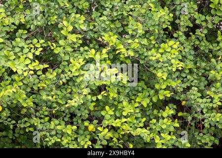 Jujube-Baum-grüne Blätter Hintergrund. Ziziphus mauritiana, auch bekannt als indische Jujube, indische Pflaume, chinesisches Datum und chinesischer Apfel, ist eine tropische Frucht Stockfoto