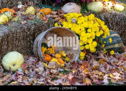 Im hübschen Herbststillleben gibt es einen Korb mit Kürbissen und Kürbissen mit hellgelben Müttern und Heuballen Stockfoto