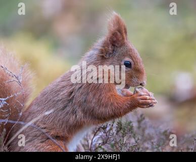 Red Squirll (Sciurus vulgaris) Nahporträt mit Hazelnut, Perthshire, Schottland, Großbritannien Stockfoto