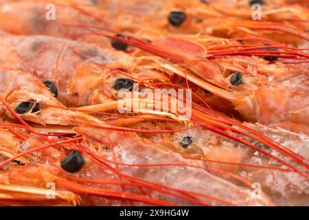 Roher Hintergrund gefrorener Garnelen. Haufen gefrorener Garnelen. Nahaufnahme gefrorener Garnelen. Eine Menge königliche Garnelen Makroaufnahmen. Rote riesige argentinische Garnelen Textur Stockfoto