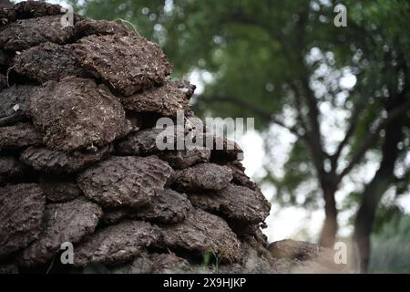 Dieses hochauflösende Bild zeigt Kuhmist-Kuchen, eine traditionelle und umweltfreundliche Brennstoffquelle, die in vielen ländlichen indischen Haushalten zum Kochen verwendet wird. Stockfoto