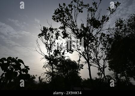 Hochwertiges Bild von : Enthüllung der China Orange: Eine süße Zitrusfreude , Ein genauerer Blick: Erkundung des China Orange Tree und der Frucht Stockfoto