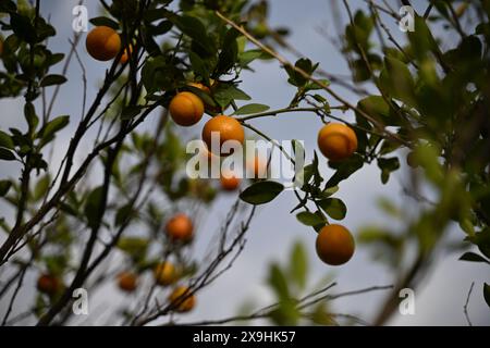 Hochwertiges Bild von : Enthüllung der China Orange: Eine süße Zitrusfreude , Ein genauerer Blick: Erkundung des China Orange Tree und der Frucht Stockfoto