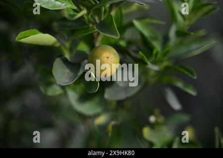 Hochwertiges Bild von : Enthüllung der China Orange: Eine süße Zitrusfreude , Ein genauerer Blick: Erkundung des China Orange Tree und der Frucht Stockfoto