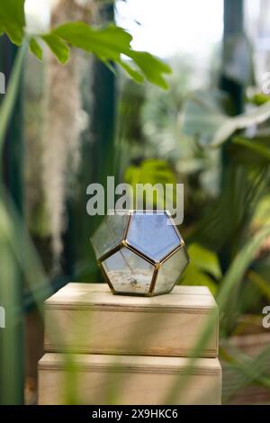 Im Glass House Studio befindet sich ein geometrisches Terrarium auf Holzsockel Stockfoto