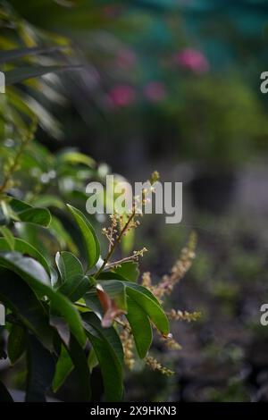 Hochwertiges Bild eines ausgewachsenen Mangobaums, der in warmes Sonnenlicht getaucht ist und seine weitläufigen Zweige mit leuchtenden rosa Blüten zeigt. Stockfoto