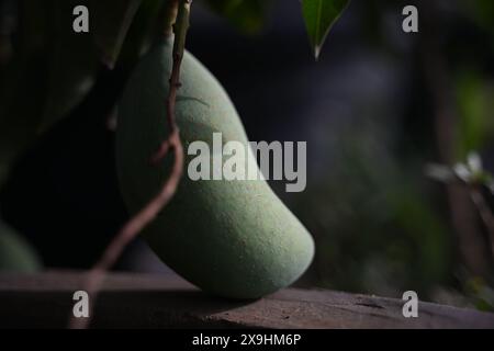 Hochwertiges Bild eines ausgewachsenen Mangobaums, der in warmes Sonnenlicht getaucht ist und seine weitläufigen Zweige mit leuchtenden rosa Blüten zeigt. Stockfoto